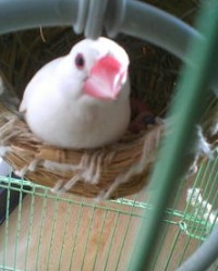 孵小鸟的孵怎么组词