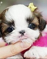 茶杯犬的犬怎么组词