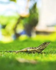 爬行组词(爬行怎么组词)