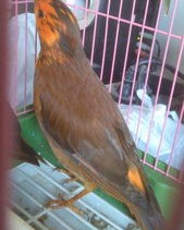 鸣叫的鸣怎么组词