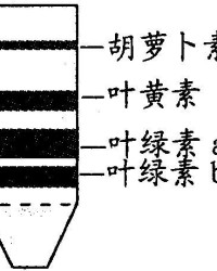 宽窄的窄怎么组词