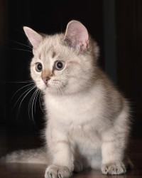 猫怎么组词毛毛虫