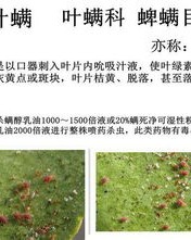 我蜘蛛的蜘怎么组词