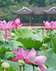 脸怎么组词莲花