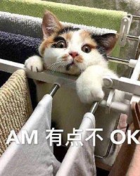 茅房猫怎么组词