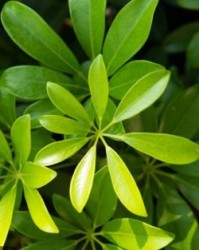 树叶的叶怎么组词