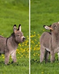 胖胖驴的胖怎么组词