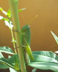蚂蚱的虾怎么组词
