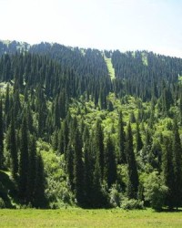 银杉的杉怎么组词