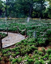 花坛的坛应该怎么组词