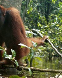 红毛的红怎么组词