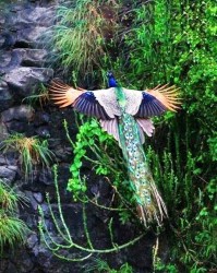 孔雀雀的雀怎么组词