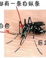 蚊子纹怎么组词
