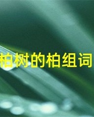 柏树的柏怎么组词(柏树的柏怎么组词呀)