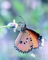 蝴蝶和蚂蚁怎么组词呀