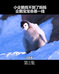 小度的企鹅怎么组词的