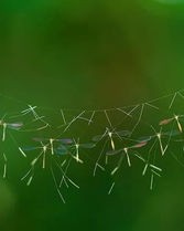 驱蚊虫虫怎么组词