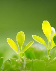 菅怎么组词(菅怎么组词语)