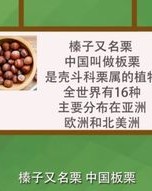 榛子的榛怎么组词