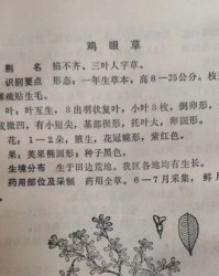 叶子的籽能怎么组词