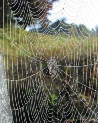 蜘蛛网的蛛怎么组词