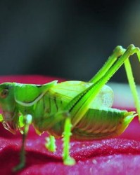 蝈蝈的怎么组词