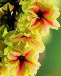 鲜花鲜花的鲜怎么组词