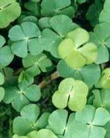 小苹的苹怎么组词