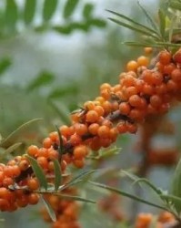 沙棘的沙怎么组词