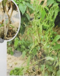 病秧秧的秧怎么组词