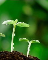 发芽怎么组词语