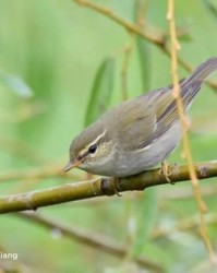 小度鸟怎么组词