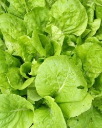 小菜小菜园怎么组词