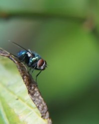 苍蝇的蝇要怎么组词
