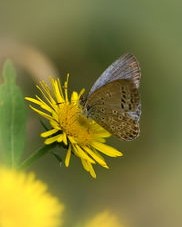 小蝴蝶的蝴可以怎么组词