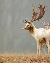 鹿的成语怎么组词