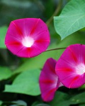 牵牛花的牵怎么组词