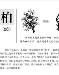 玉帛的柏怎么组词