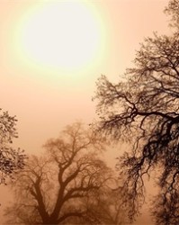 狈的组词(狈的部首是什么)