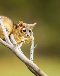 狐狸的狸怎么组词