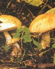 蘑姑的姑怎么组词