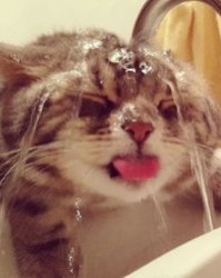 毛的猫怎么组词