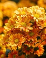 牡字怎么组词(牡字怎么读并组词)