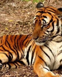 小度老虎老虎怎么组词