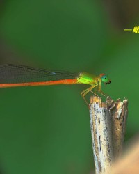 组词蟀(组词蟀怎么组词)