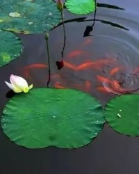 蓝莲花的莲怎么组词