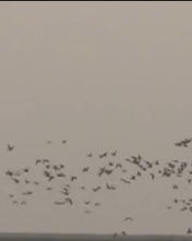 翩翩起舞那个翩怎么组词