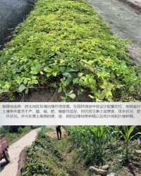 爬山虎还能怎么组词