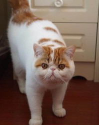 猫咪的可以怎么组词