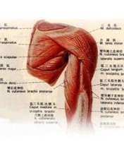 胳膊的膊还怎么组词